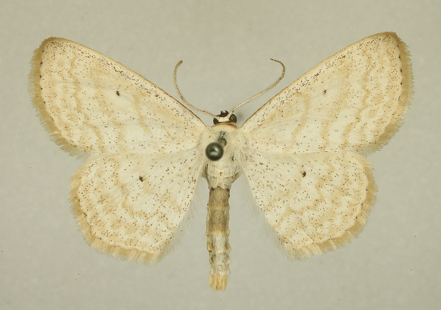 bosspanner, museum, Rob de Vos, 23606.jpg
